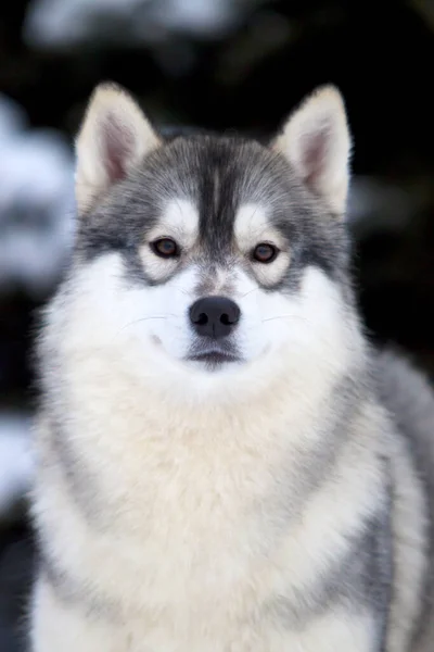 Rozkošný Sibiřský Husky Pes Venku — Stock fotografie