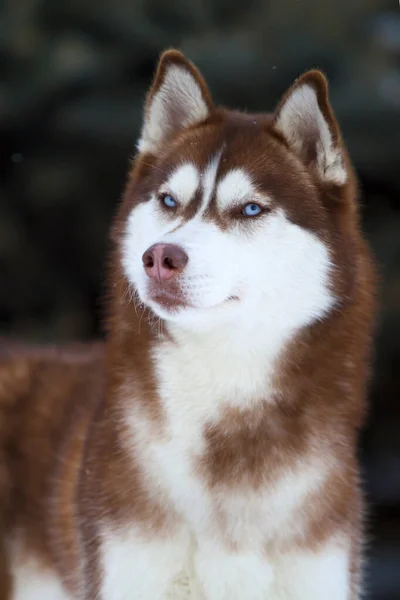 Rozkošný Sibiřský Husky Pes Venku — Stock fotografie