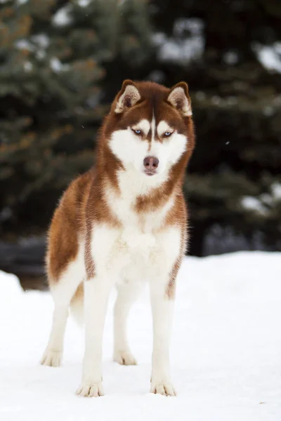 Schattige Siberische Husky Hond Buiten — Stockfoto