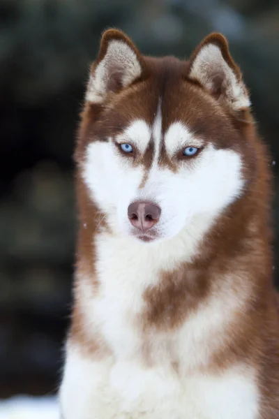 Bedårande Sibirisk Husky Hund Utomhus — Stockfoto