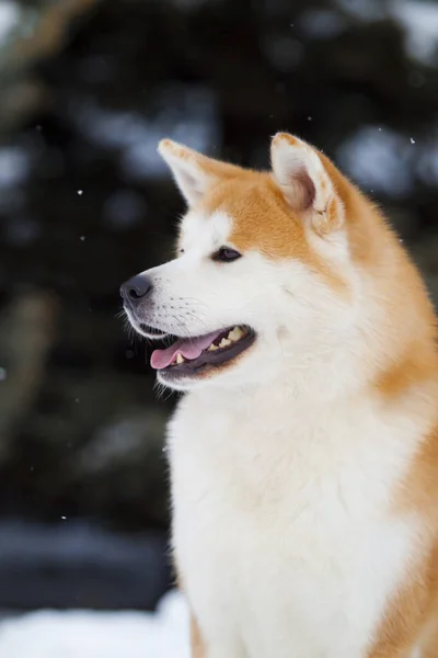 Shiba Inu Pies Zbliżyć — Zdjęcie stockowe