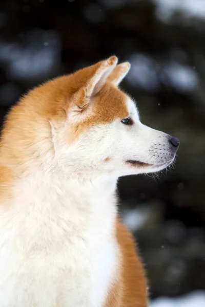 Shiba Inu Cão Perto — Fotografia de Stock