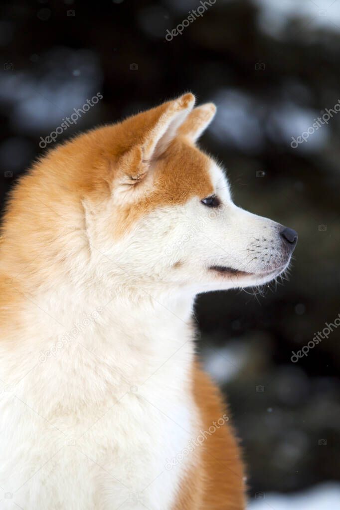 Shiba Inu dog close up