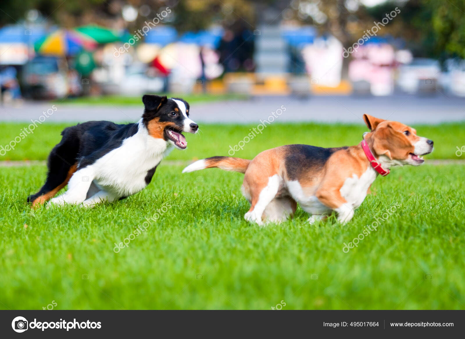Dos Perros Jugando Parque Verano — Foto de stock #495017664