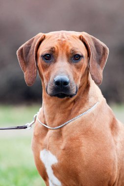 Rodezyalı sırt köpeği açık havada.