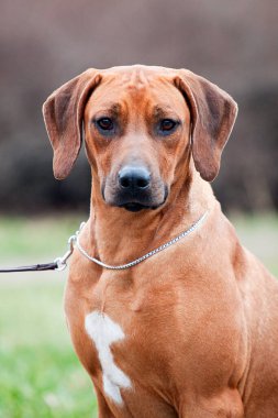 Rodezyalı sırt köpeği açık havada.