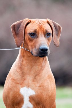 Rodezyalı sırt köpeği açık havada.