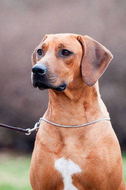 Rodezyalı sırt köpeği açık havada.