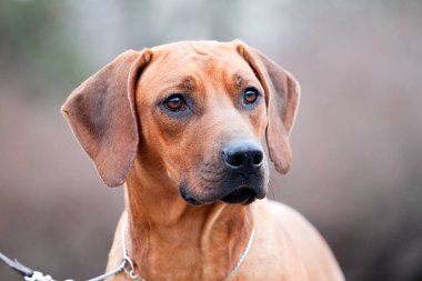 Rodezyalı sırt köpeği açık havada.