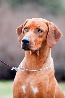 Rodezyalı sırt köpeği açık havada.