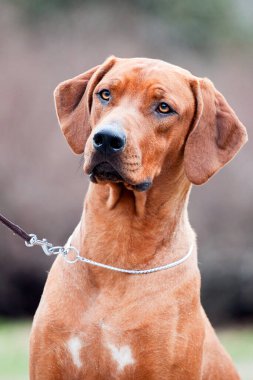 Rodezyalı sırt köpeği açık havada.