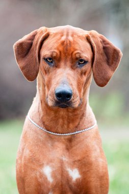 Rodezyalı sırt köpeği açık havada.