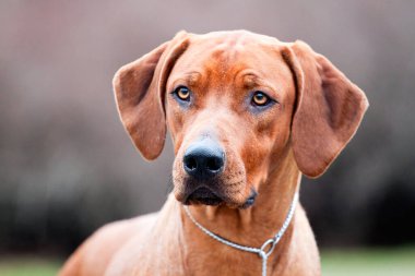 Rodezyalı sırt köpeği açık havada.