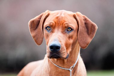 Rodezyalı sırt köpeği açık havada.