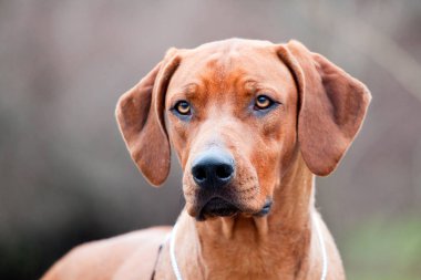 Rodezyalı sırt köpeği açık havada.