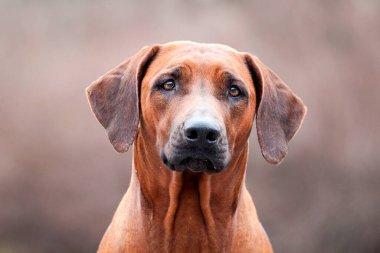 Rodezyalı sırt köpeği açık havada.