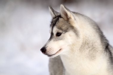 tapılası Sibirya köpeği açık havada.