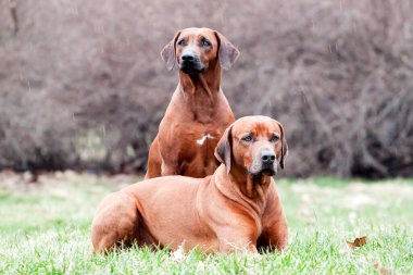 Rodezya sırt köpekleri açık havada