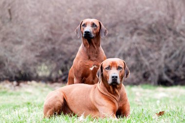 Rodezya sırt köpekleri açık havada