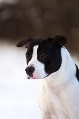 American Staffordshire Terrier köpeği. 
