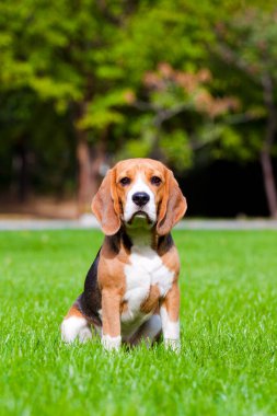 Sonbahar parkında av köpeği.