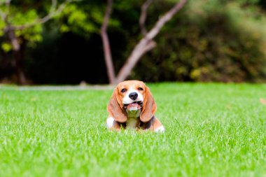 Sonbahar parkında av köpeği.