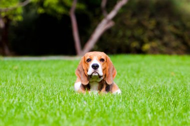 Sonbahar parkında av köpeği.