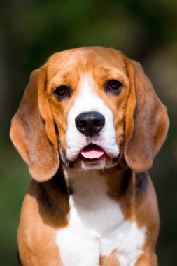 Sonbahar parkında av köpeği.