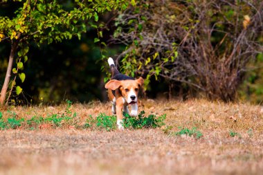 Sonbahar parkında av köpeği.