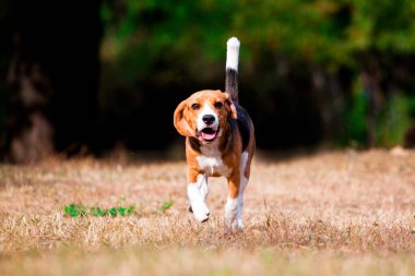 Sonbahar parkında av köpeği.