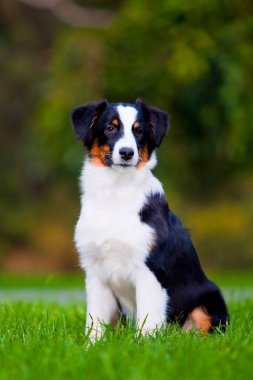 Avustralya çoban köpeği açık havada 