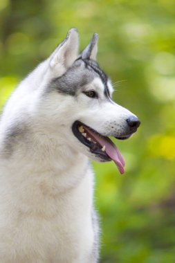 tapılası Sibirya köpeği açık havada.