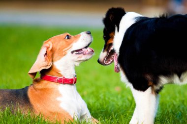 Yaz parkında oynayan iki köpek. 