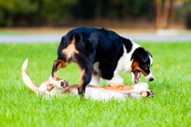 Yaz parkında oynayan iki köpek. 
