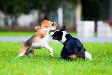 Yaz parkında oynayan iki köpek. 