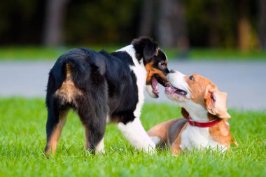 Yaz parkında oynayan iki köpek. 