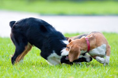Yaz parkında oynayan iki köpek. 