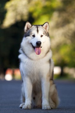 tapılası Sibirya köpeği açık havada.