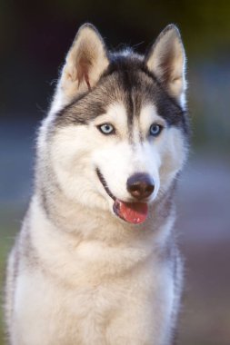 tapılası Sibirya köpeği açık havada.