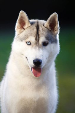 tapılası Sibirya köpeği açık havada.