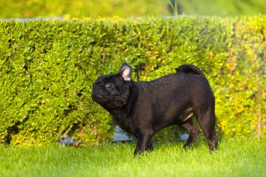 Tatlı Fransız Bulldog köpek yavrusu.