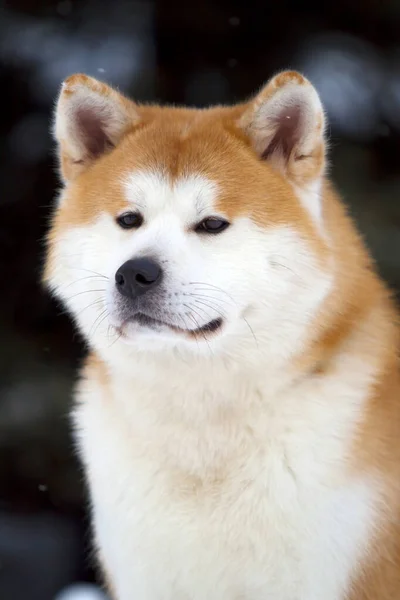 Shiba Inu Σκυλί Κοντά — Φωτογραφία Αρχείου