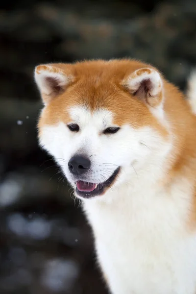 Shiba Inu Kutya Közelről — Stock Fotó