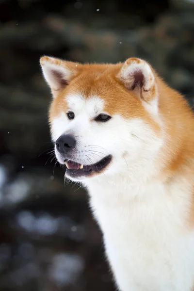 Shiba Inu Kutya Közelről — Stock Fotó