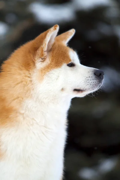 Shiba Inu Köpeği Kapat — Stok fotoğraf