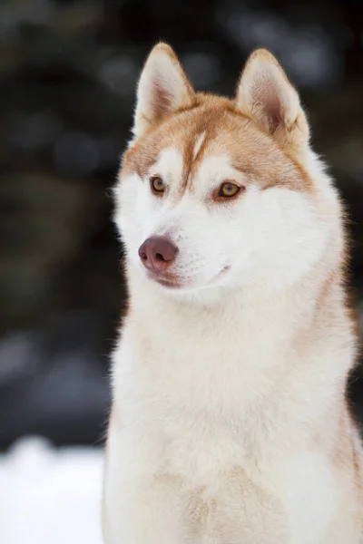 Rozkošný Sibiřský Husky Pes Venku — Stock fotografie