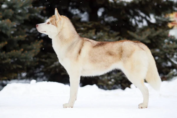 Αξιολάτρευτο Σκυλί Husky Σιβηρίας Εξωτερικούς Χώρους — Φωτογραφία Αρχείου