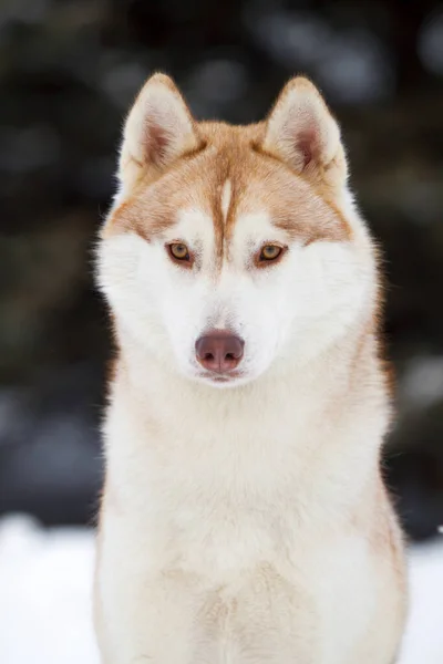 Rozkošný Sibiřský Husky Pes Venku — Stock fotografie