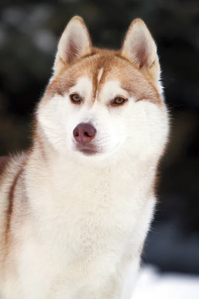 Bedårande Sibirisk Husky Hund Utomhus — Stockfoto