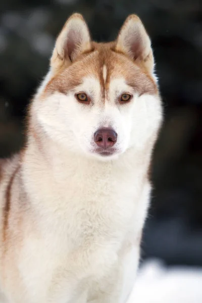 Bedårande Sibirisk Husky Hund Utomhus — Stockfoto